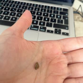 Sebze Kurusu İçinden Taş Çıkmasıyla Yaşanan Tehlike