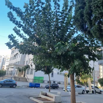 Dut Ağacı Budama Ve İlgisizlik Sorunu