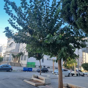 Dut Ağacı Budama Ve İlgisizlik Sorunu