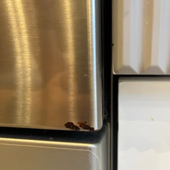 Bosch Dishwasher SMS44DI01T Front Panel Corrosion After 4.5 Years of Use