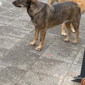 Ataşehir'de Küpesiz Sokak Köpekleri Tehlike Saçıyor