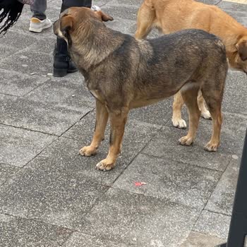 Ataşehir'de Küpesiz Sokak Köpekleri Tehlike Saçıyor