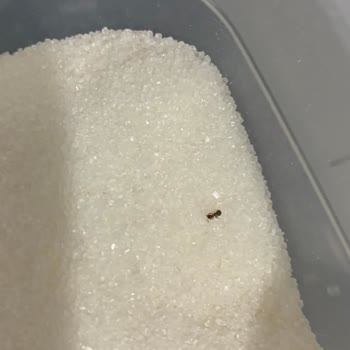 Market Siparişinde Karınca Şoku