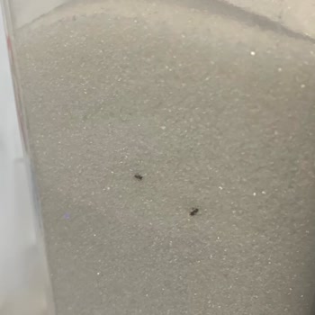 Market Siparişinde Karınca Şoku