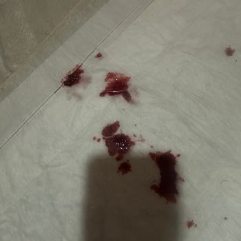 Westvet Veteriner Kliniği Şikayeti