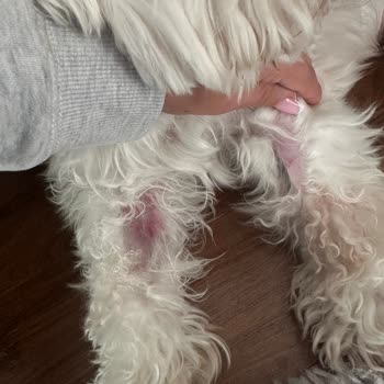 Westvet Veteriner Kliniği Şikayeti