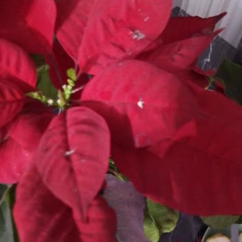 Çiçek Sepeti'nden Hayal Kırıklığı: Kurumuş Çiçek Gönderimi