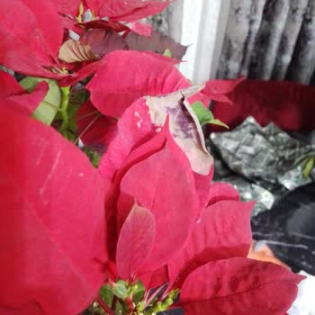 Çiçek Sepeti'nden Hayal Kırıklığı: Kurumuş Çiçek Gönderimi