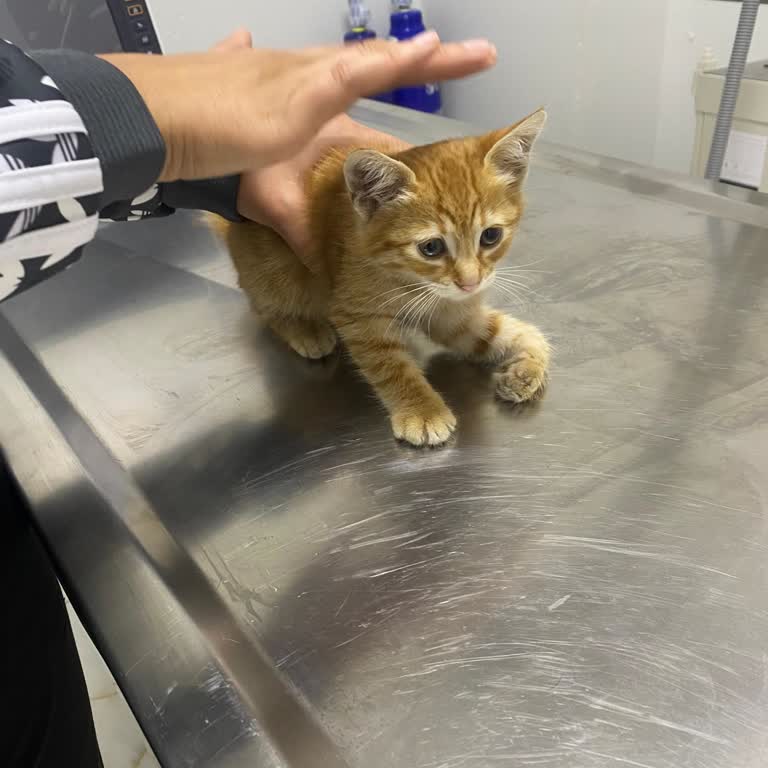 Esenyurt Belediyesi'nin Hayvanlara Yetersiz Müdahalesi