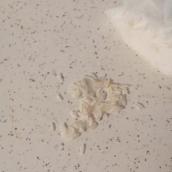 Yayla Bakliyat Yayla Pirinçlerde Kurt Ve Larva Sorunu