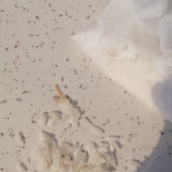 Yayla Bakliyat Yayla Pirinçlerde Kurt Ve Larva Sorunu