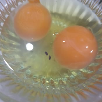 Organik Yumurta Skandalı: Sağlığımız Tehlikede!