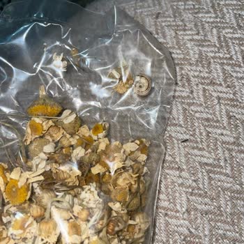 Hoşgeldin Bebek Çantasında Şok: Çaydan Salyangoz Çıktı