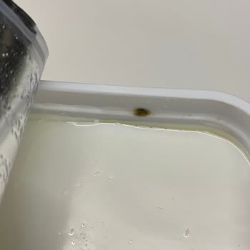 Son Kullanma Tarihi Geçmemiş Peynirde Büyük Küflenme Sorunu