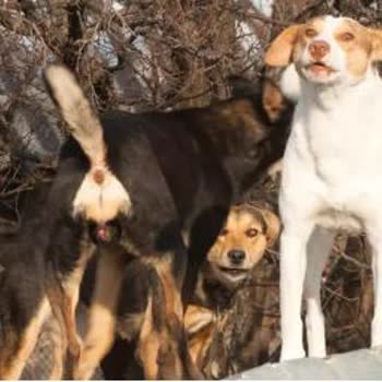 Villakent Mahallesi'nde Tehlikeli Ve Rahatsız Edici Köpek Sorunu