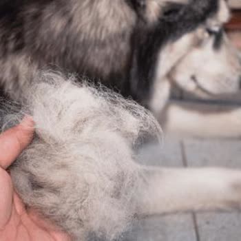 Villakent Mahallesi'nde Tehlikeli Ve Rahatsız Edici Köpek Sorunu