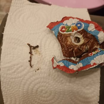 Ozmo Yumurta İçinden Çıkan Kurt Şoku