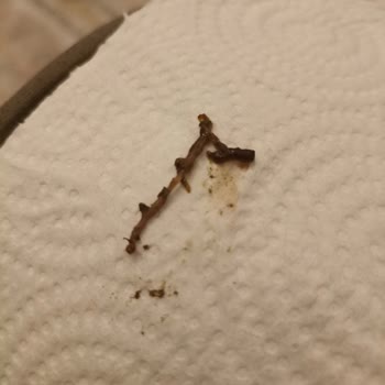 Ozmo Yumurta İçinden Çıkan Kurt Şoku