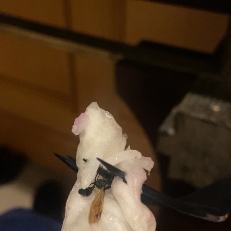 Öğle Yemeğinde Kelebek Şoku