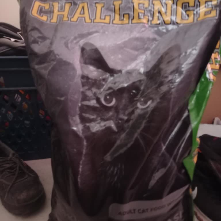 Kediler İçin Aldığım Mama Hiçbir Kediye Uymadı