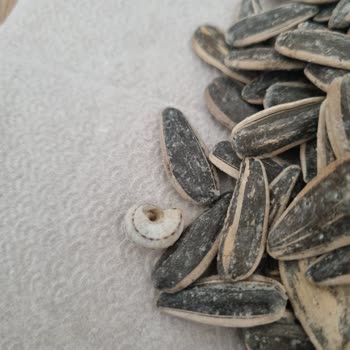 Çerez Paketinde Şaşırtan Sürpriz