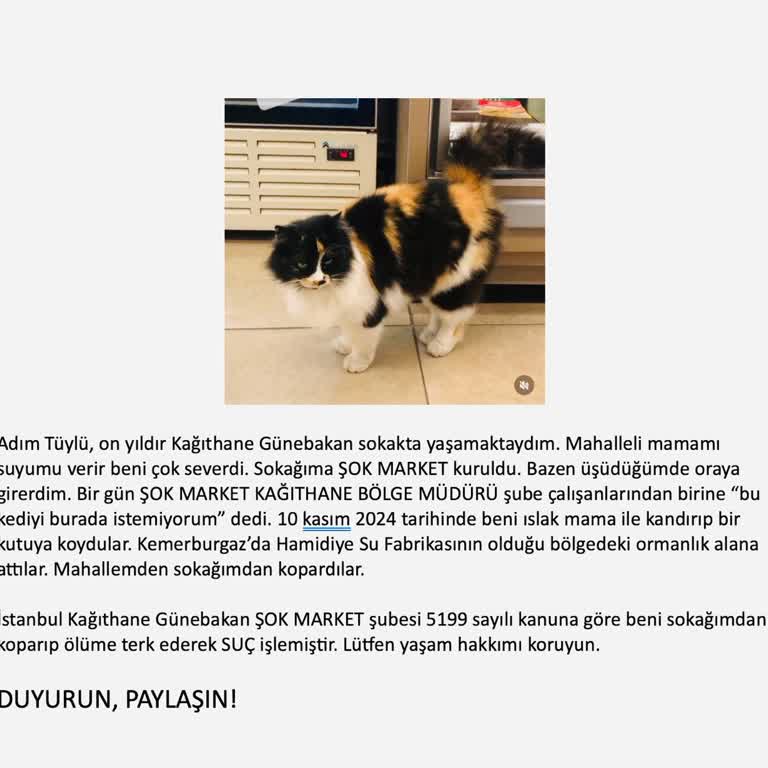 Mahallemizin Kedisine Yapılan Haksız Muamele