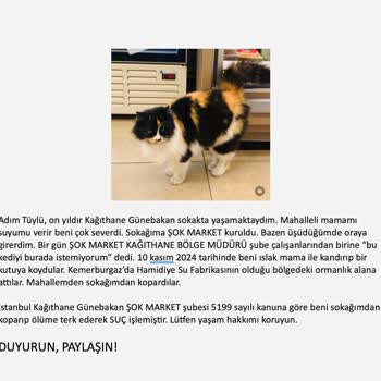 Mahallemizin Kedisi Tüylü'nün Haksız Sürgünü