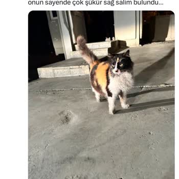 Mahallemizin Kedisi Tüylü'nün Haksız Sürgünü