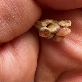 Güvenilir Markadan Beklenmeyen Sürpriz