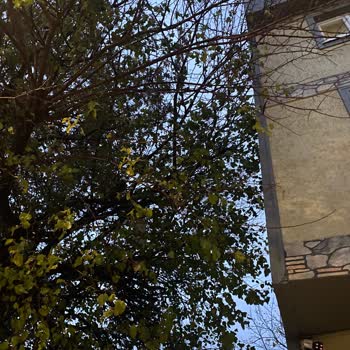 Osmangazi'de Tehlike Yaratan Ağaç Dalları İçin Acil Müdahale Talebi