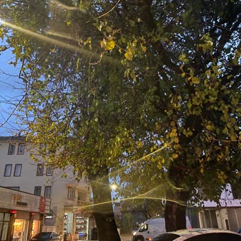 Osmangazi'de Tehlike Yaratan Ağaç Dalları İçin Acil Müdahale Talebi