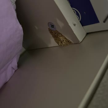 Yanlış Renk Ve Hasarlı Mobilyalarla Gelen Hayal Kırıklığı