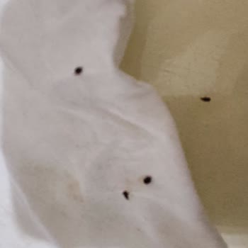 Arbella Makarnada Buğday Biti Sorunu Ve Sağlık Tehdidi