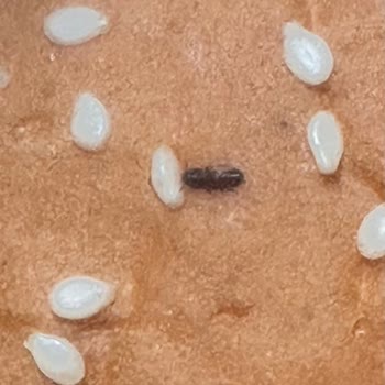 Hamburger Ekmeğinde Böcek Şoku: Sağlık Tehlikesi