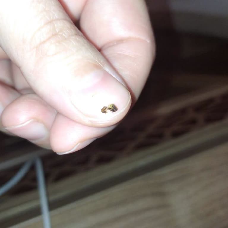 Mantıdan Böcek Çıktı: İnsan Sağlığı Bu Kadar Basit Mi?