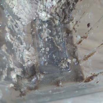 Migros'tan Aldığım Helvada Saç Kılı Şoku