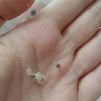 Sağlık Tehlikesi: Pişmaniye İçindeki Yabancı Maddeler