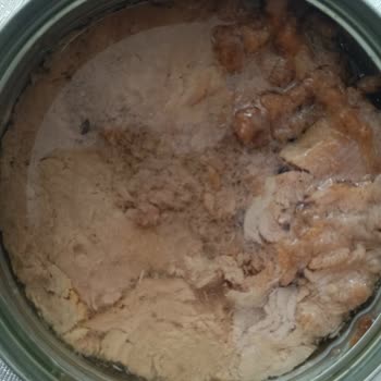 Ton Balığında Hijyen Sorunu Ve Böcek Şoku