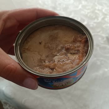 Ton Balığında Hijyen Sorunu Ve Böcek Şoku