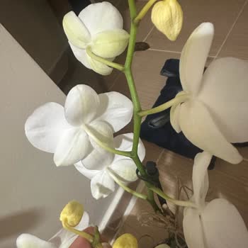 Yanıltıcı Ürün Ve İade Sorunu: Sağlıksız Orkide