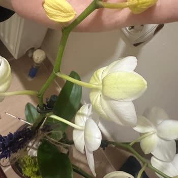 Yanıltıcı Ürün Ve İade Sorunu: Sağlıksız Orkide