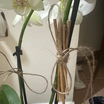 Yanıltıcı Ürün Ve İade Sorunu: Sağlıksız Orkide