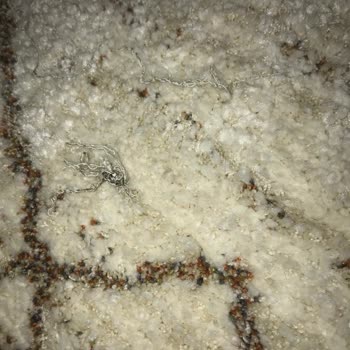 Sözünde Durmayan Mağaza Deneyimi