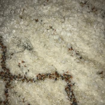 Sözünde Durmayan Mağaza Deneyimi