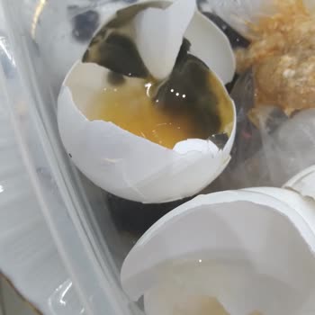 Bozuk Yumurta Deneyimi: Gıda Güvenliği Sorunu