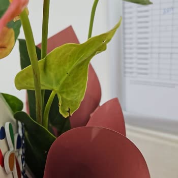 Siparişlerim Sürekli Hayal Kırıklığına Uğratıyor