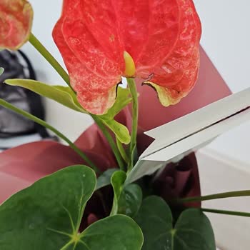 Siparişlerim Sürekli Hayal Kırıklığına Uğratıyor