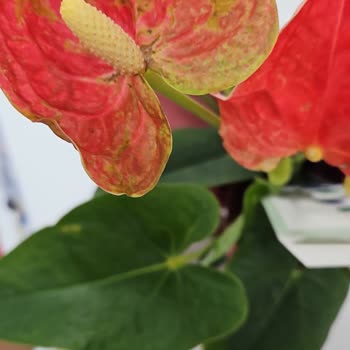 Siparişlerim Sürekli Hayal Kırıklığına Uğratıyor