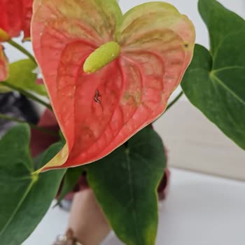 Siparişlerim Sürekli Hayal Kırıklığına Uğratıyor