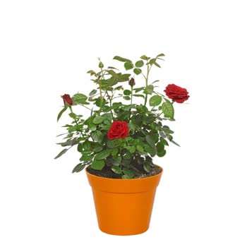 Migros Sanal Market'ten Gelen Hayal Kırıklığı